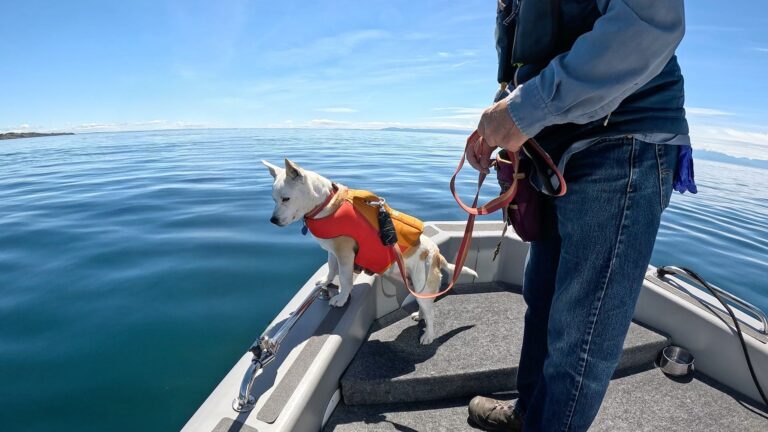 Eba, la perrita que salva especies en peligro olfateando heces de ballena en Seattle Eba, la perrita que salva especies en peligro olfateando heces de ballena en Seattle