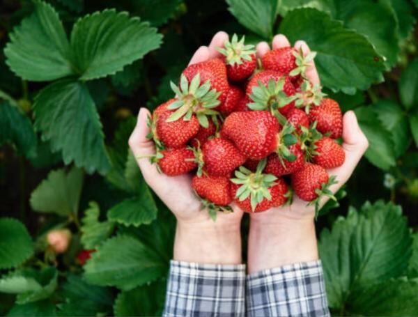 ¿Cuál es la mejor fruta para limpiar arterias y venas de forma natural? ¿Cuál es la mejor fruta para limpiar arterias y venas de forma natural?