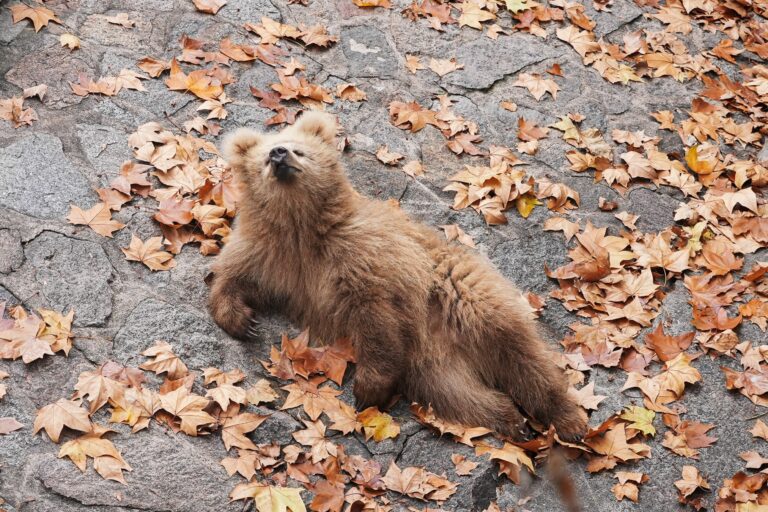 Junjun, el cachorro de oso que es un fenómeno en redes sociales y promueve el turismo