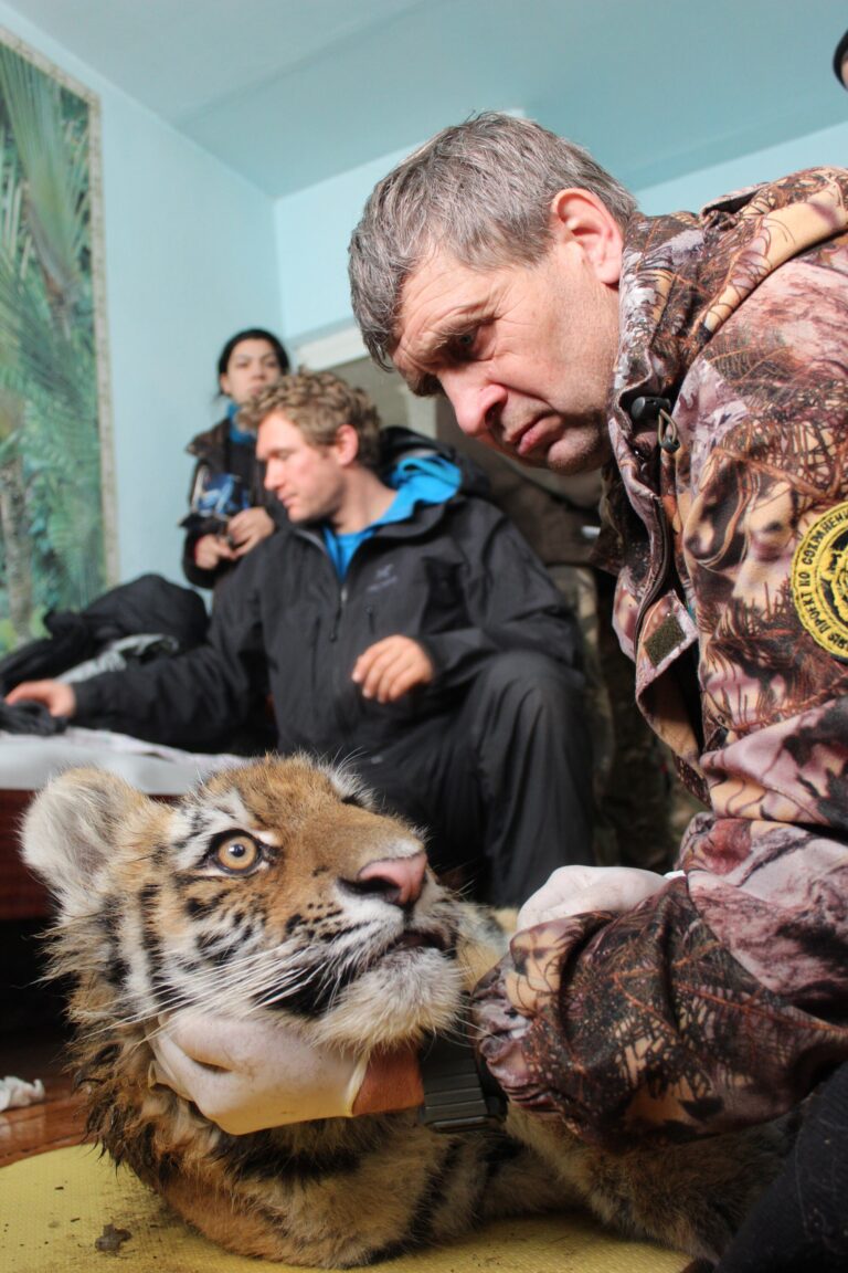 Ni 193 kilómetros de bosque ruso pudieron separar a estos dos tigres Ni 193 kilómetros de bosque ruso pudieron separar a estos dos tigres