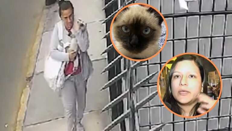 Surco: gato es secuestrado y extorsionadores piden S/5 mil para su liberación Surco: gato es secuestrado y extorsionadores piden S/5 mil para su liberación