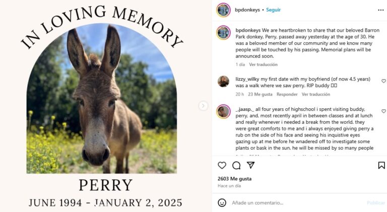 Murió Perry, el burro que inspiró al personaje de la película Shrek