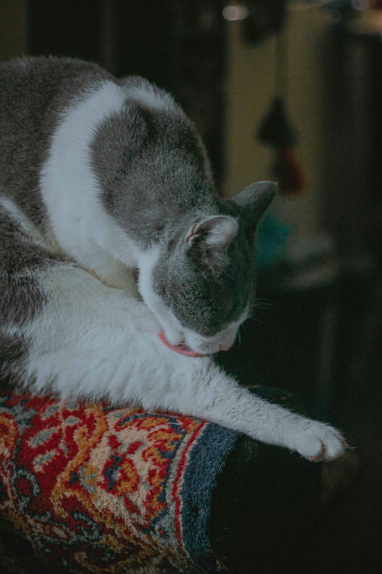 Estos son los beneficios de tener un gato como mascota, según la IA Estos son los beneficios de tener un gato como mascota, según la IA