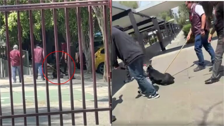 Exhiben a trabajadores del IPN por retirar a un perro con violencia de Zacatenco en CDMX