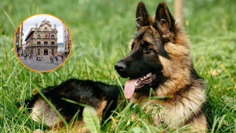 Un perro muerde a una mujer y la dueña debe pagar 6.335 euros, pero una mentira la delata y la aseguradora no le cubre el siniestro: “Se desentendió”